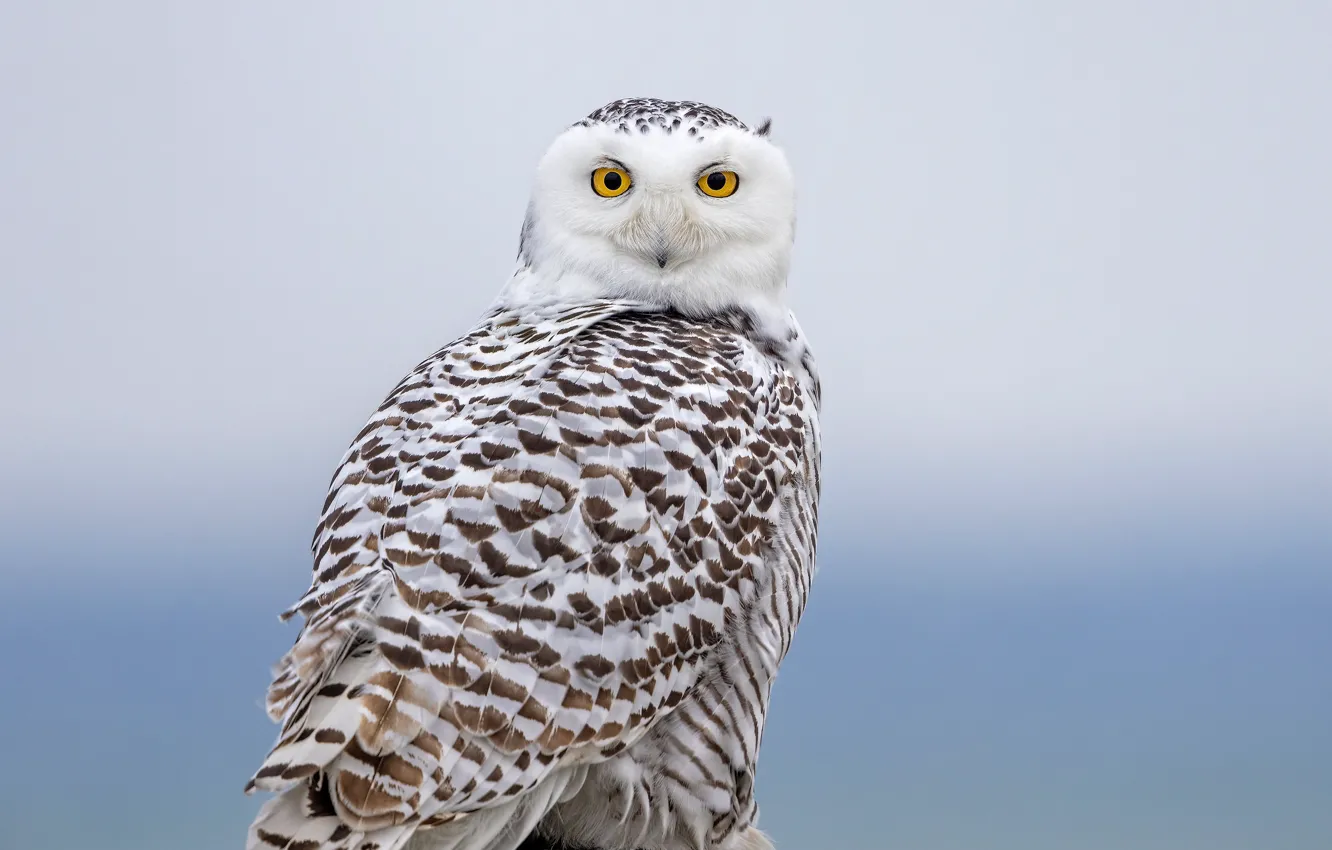Photo wallpaper owl, bird, polar