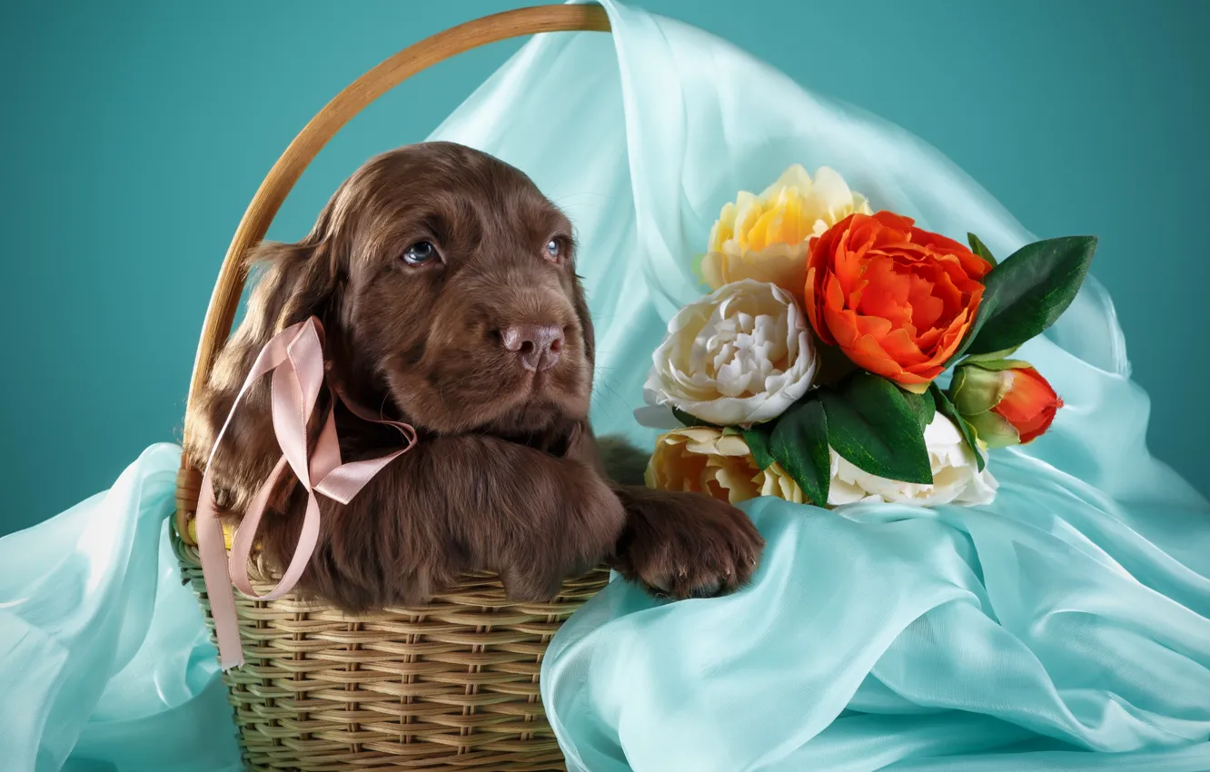 Photo wallpaper flowers, basket, puppy, Spaniel