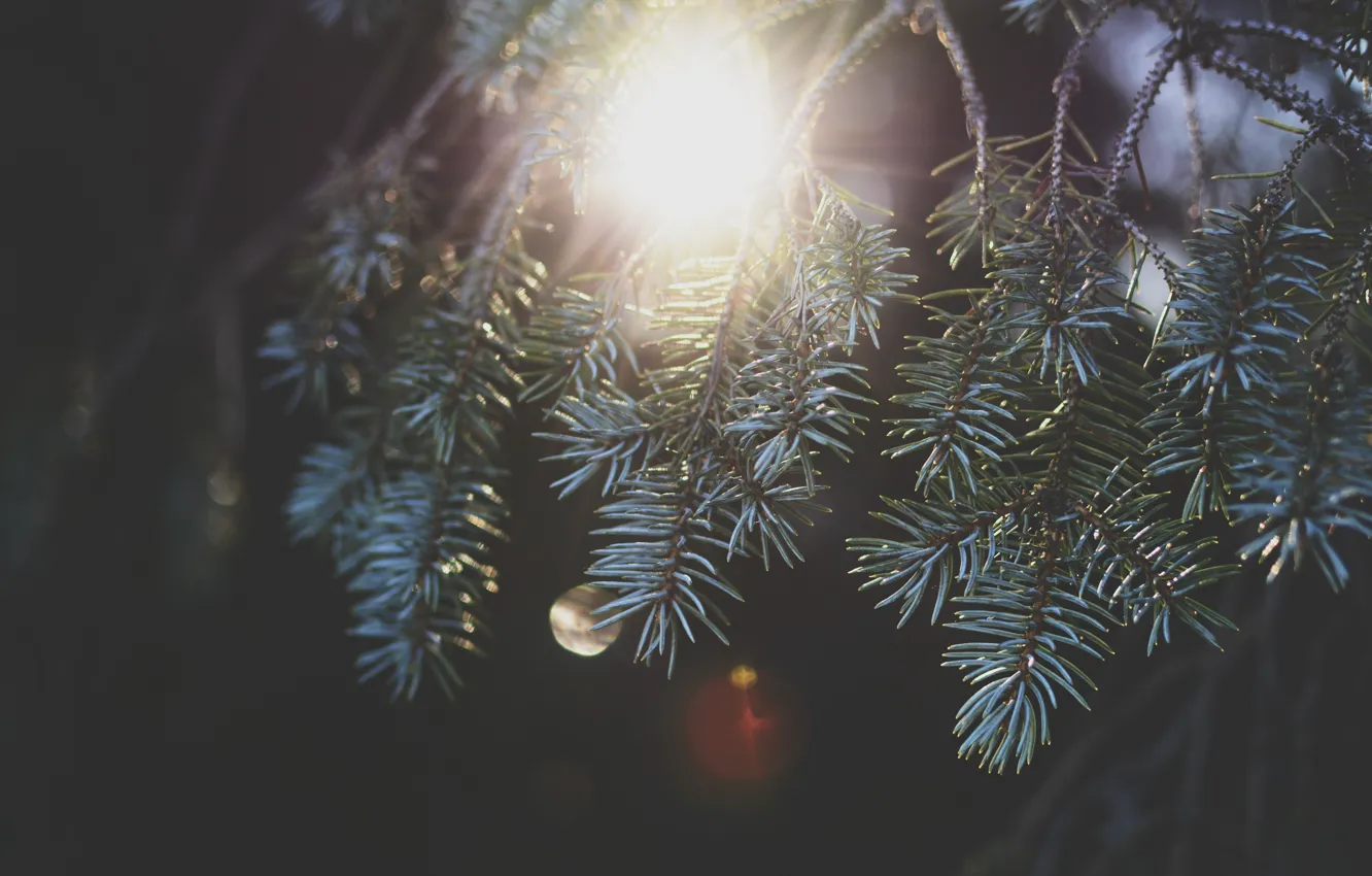Photo wallpaper the sun, needles, branches