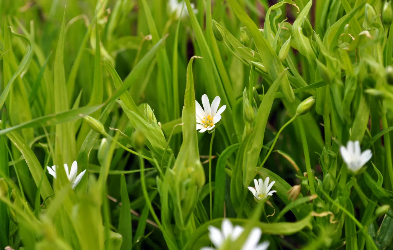 Photo wallpaper flowers, nature, spring