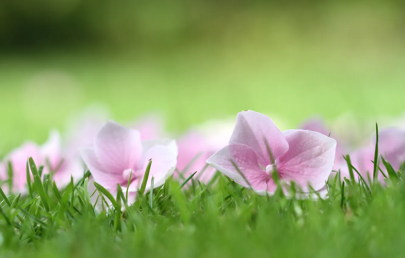 Photo wallpaper grass, flowers, nature, plant