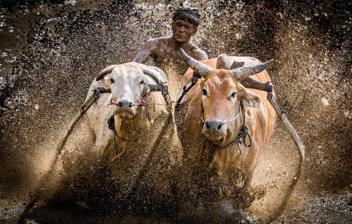 Photo wallpaper race, dirt, bull