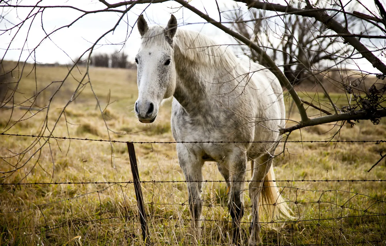 Photo wallpaper field, horse, the fence