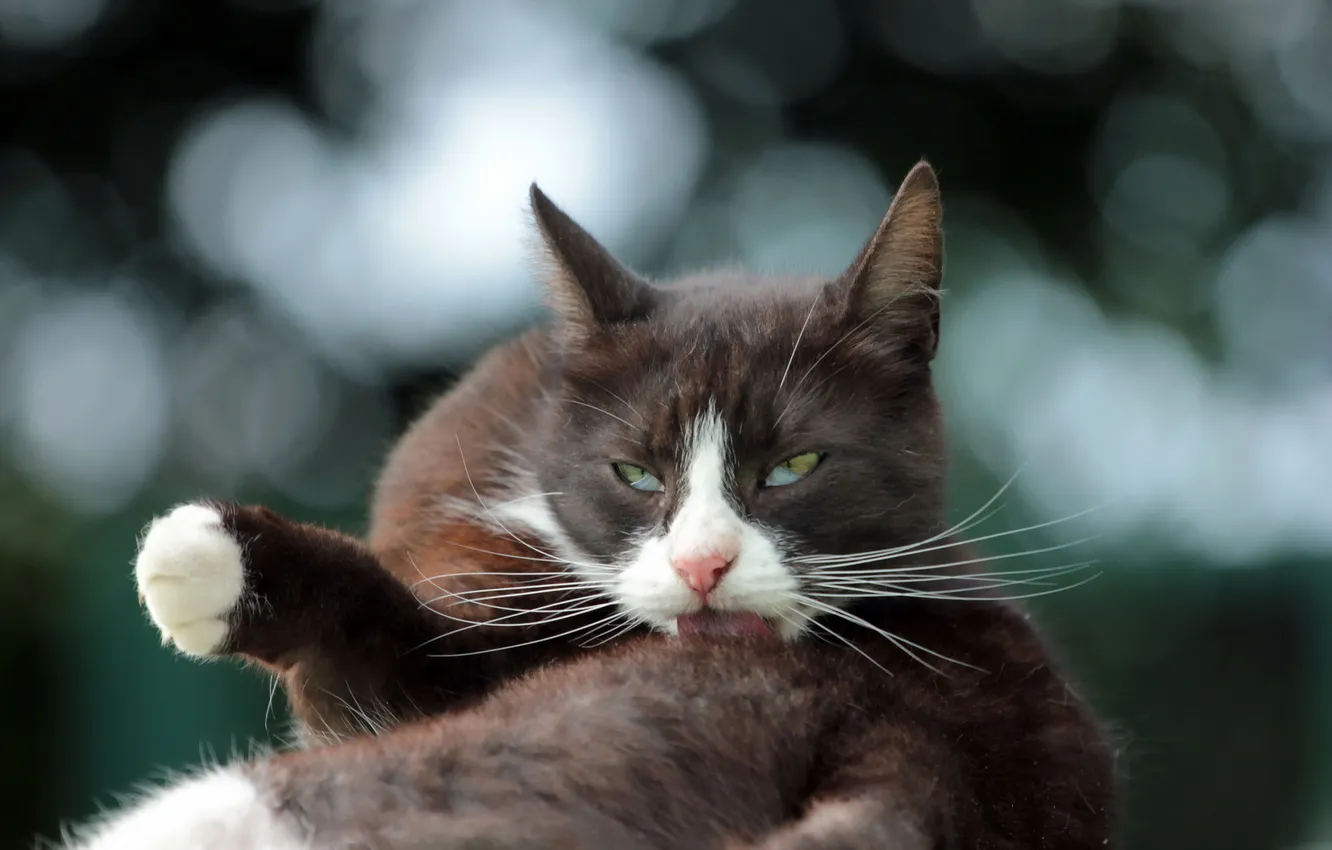 Photo wallpaper cat, look, background