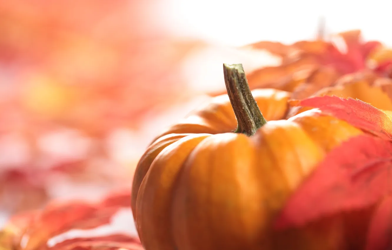 Photo wallpaper autumn, foliage, pumpkin