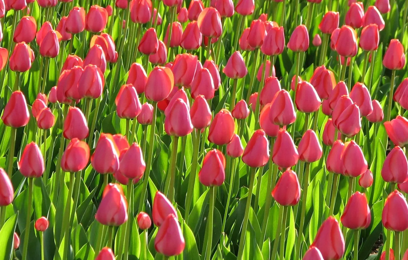 Photo wallpaper field, flowers, beauty, tulips
