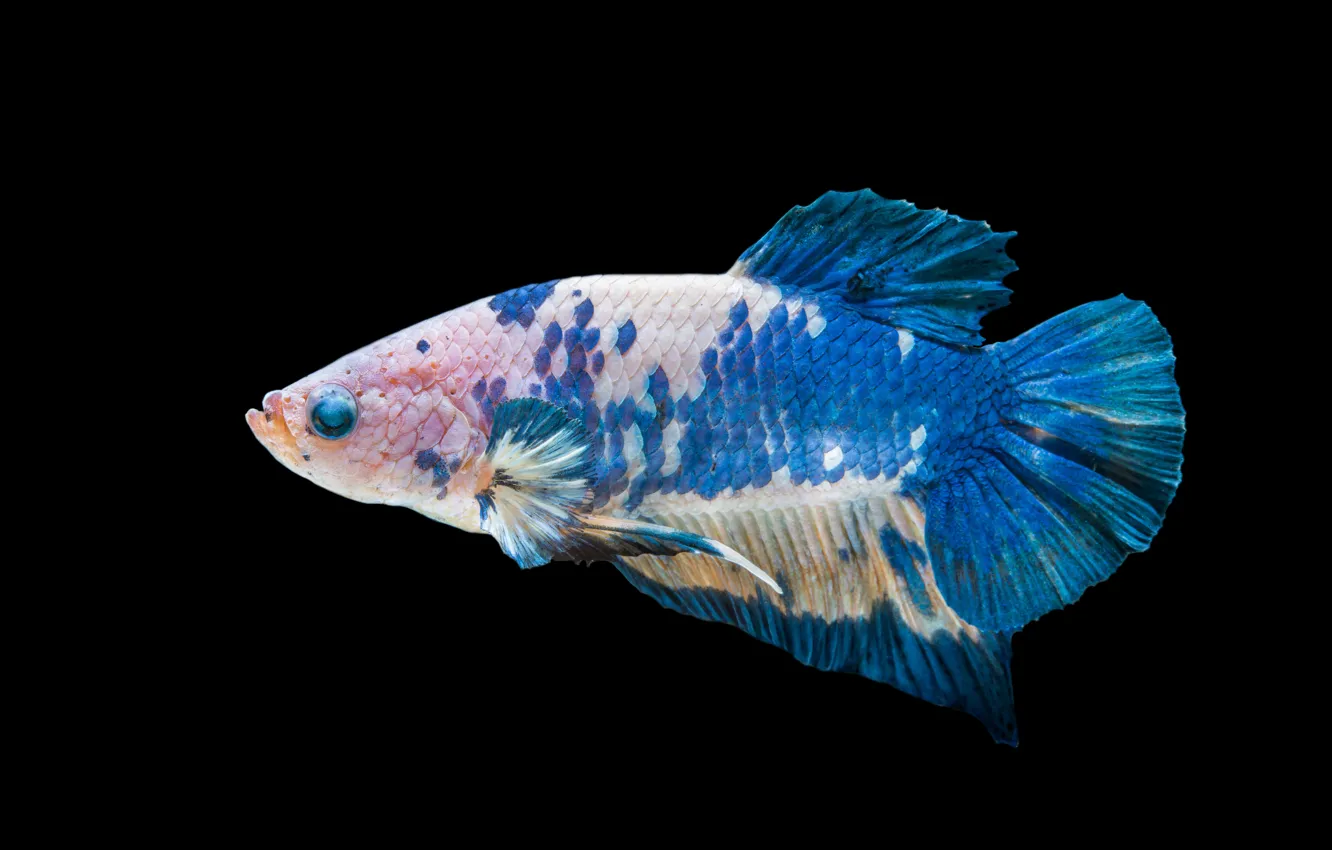 Photo wallpaper blue, body, fish, betta