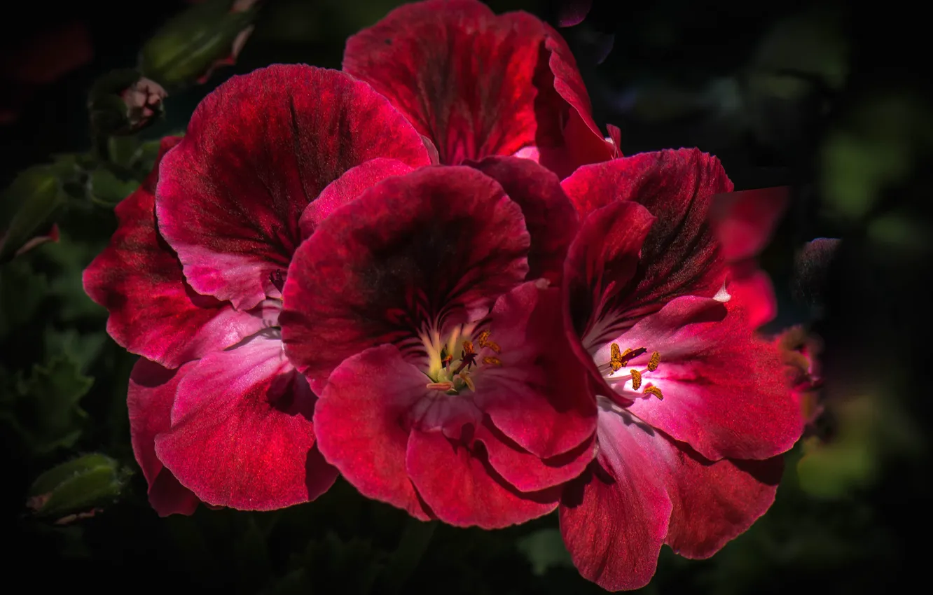 Photo wallpaper flowers, petals, inflorescence