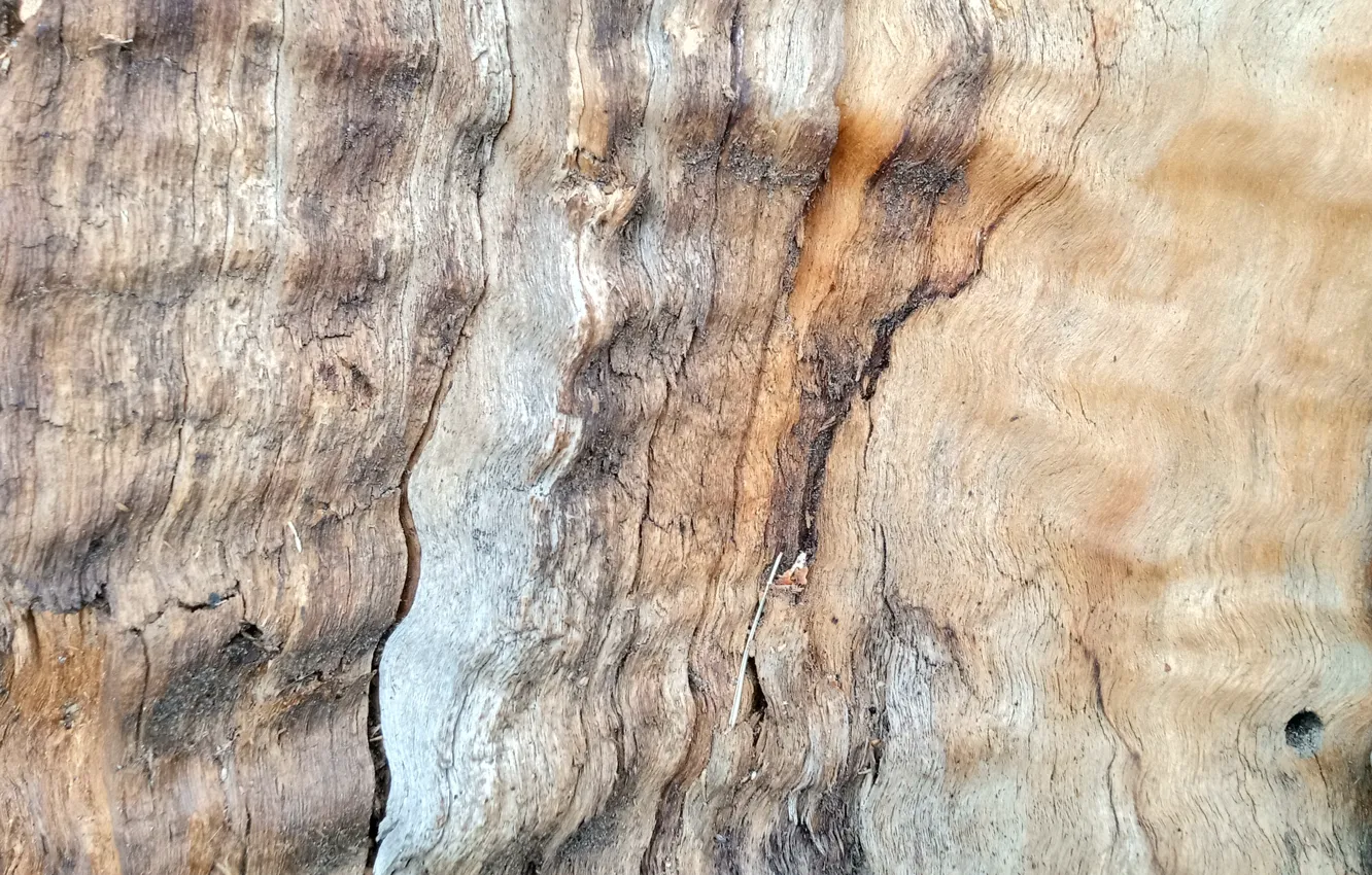 Photo wallpaper trees, wood, wood texture