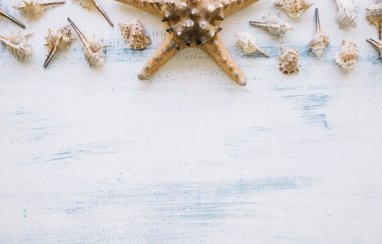 Photo wallpaper background, shell, starfish