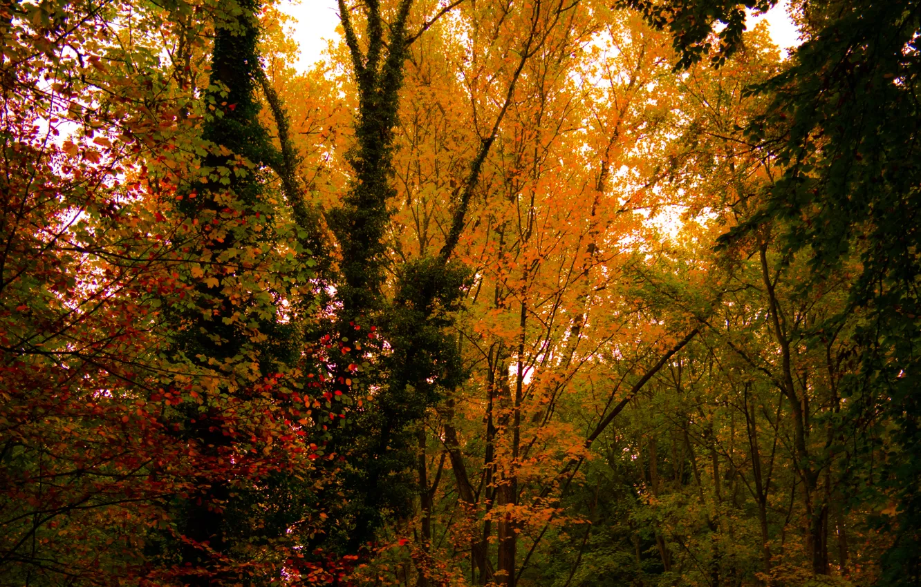 Photo wallpaper Nature, Autumn, Colours, Forest, Trees, Leaves, Lush