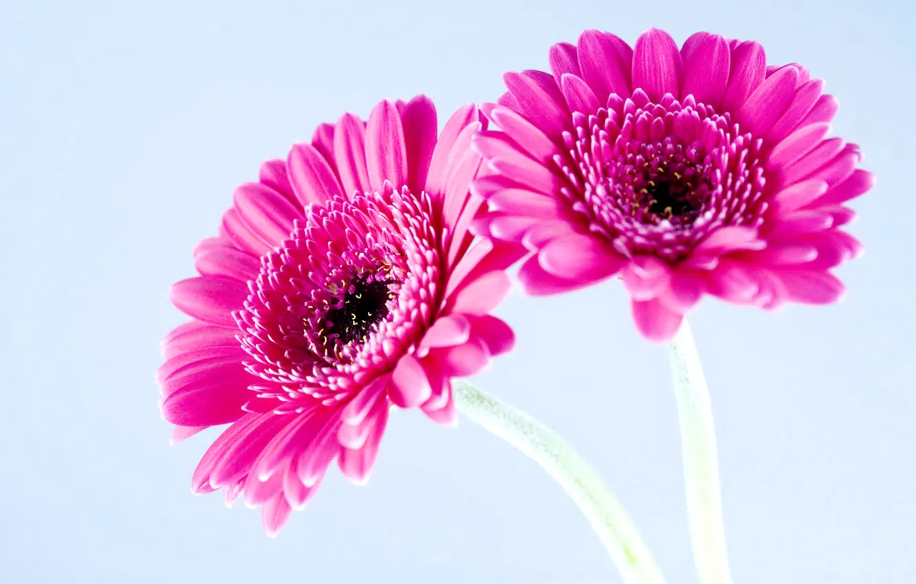 Photo wallpaper macro, nature, petals, gerbera