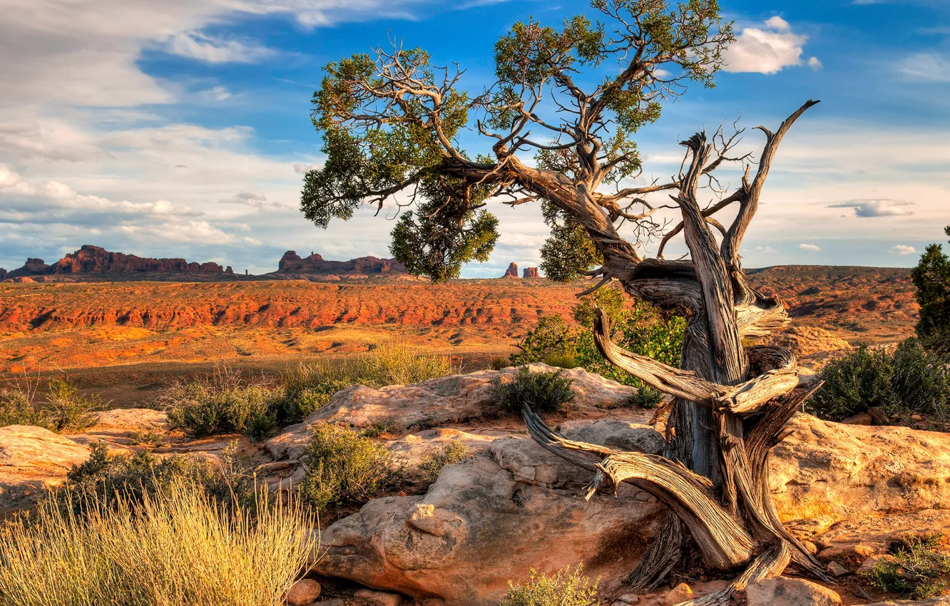 Photo wallpaper trees, mountains, stones, rocks, desert, canyon, USA, shrub