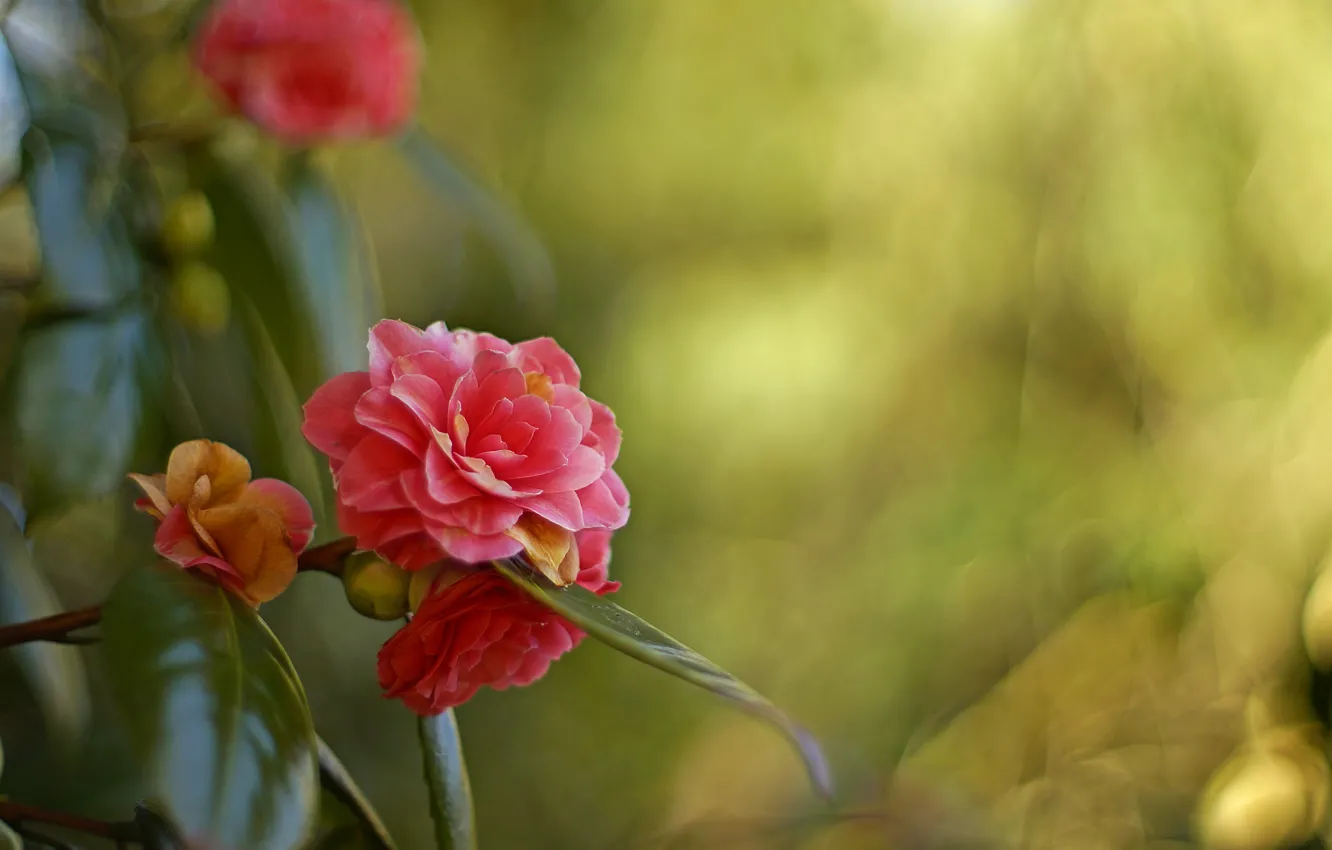 Photo wallpaper flowers, the bushes, Camellia