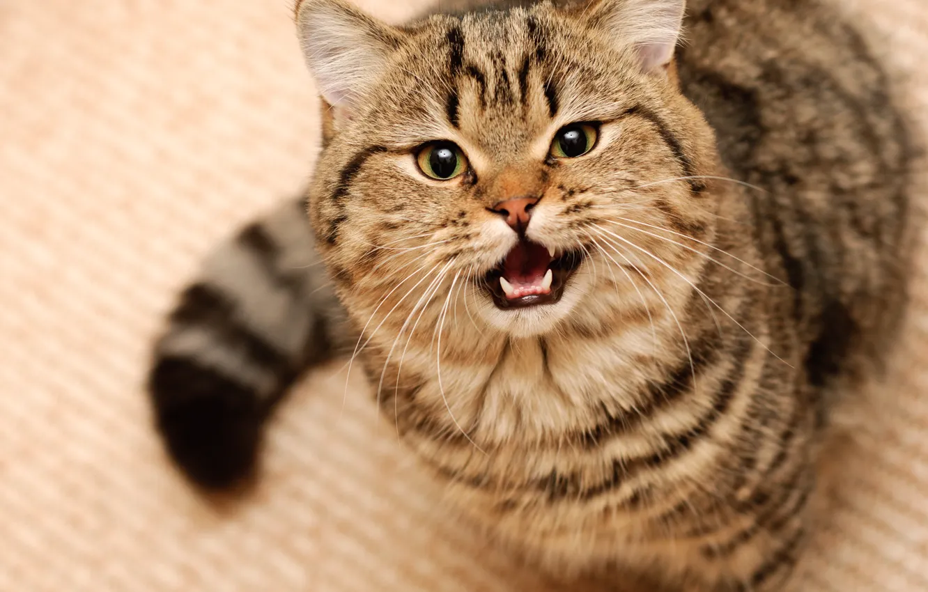 Photo wallpaper cat, cat, face