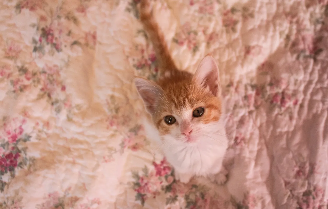 Photo wallpaper cat, look, pose, blanket, bed, red, kitty, face