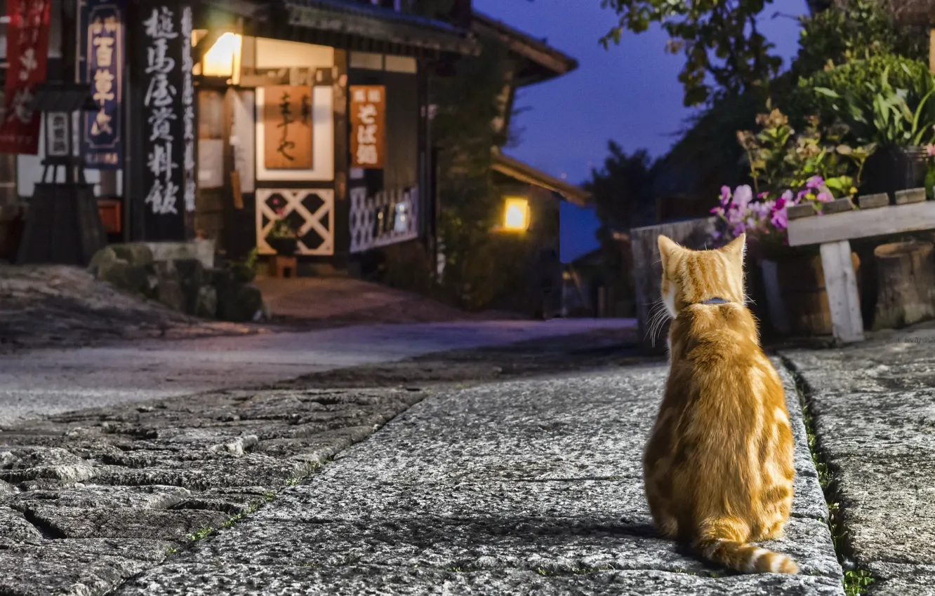 Photo wallpaper cat, house, street