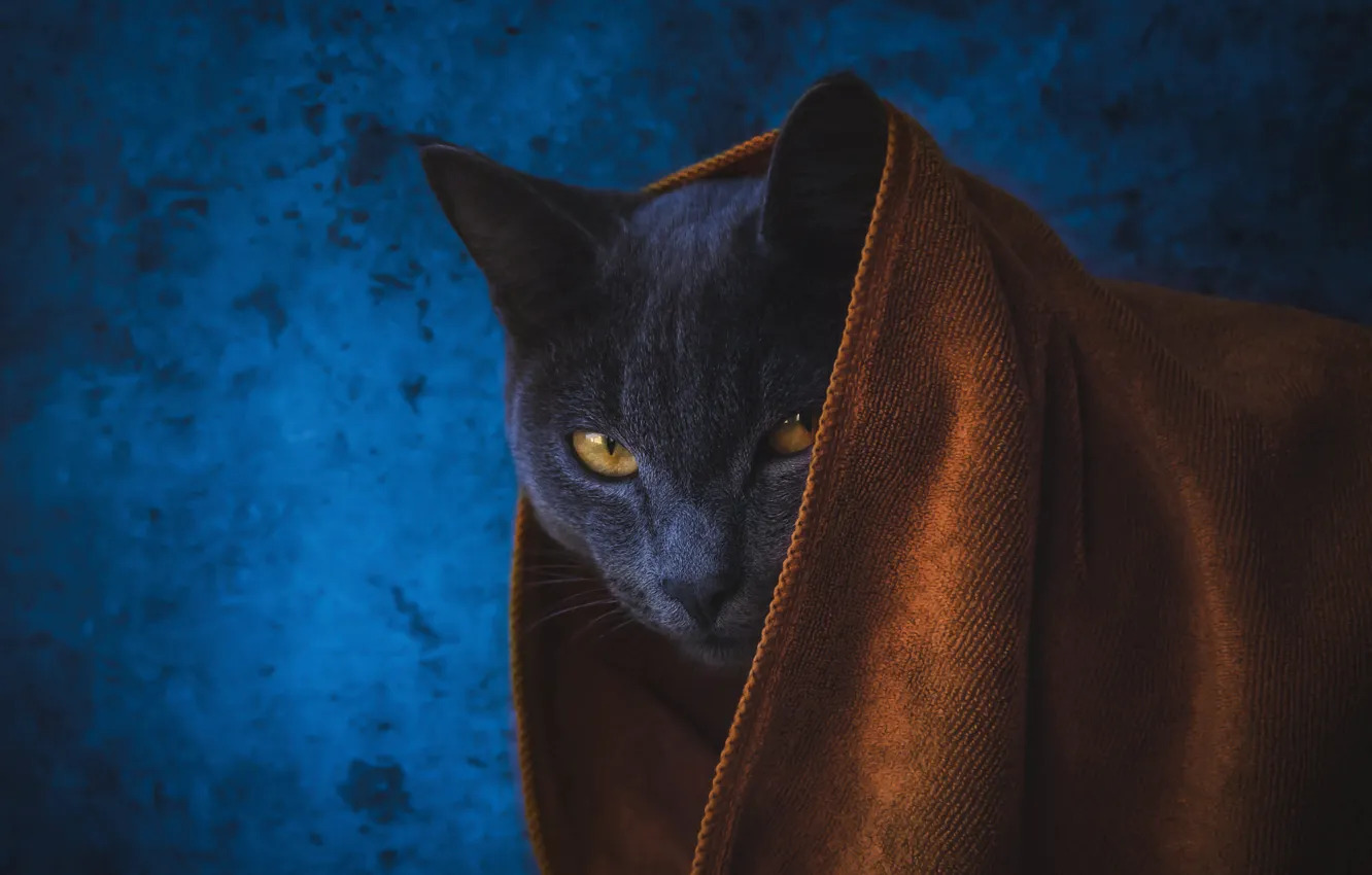 Photo wallpaper cat, cat, look, grey, portrait, towel, face, Cape