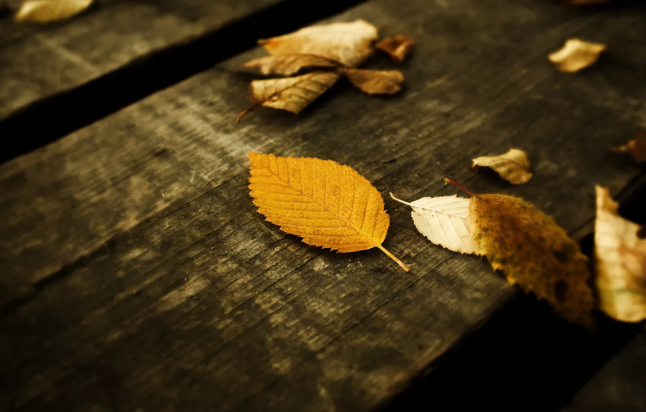 Photo wallpaper autumn, leaves