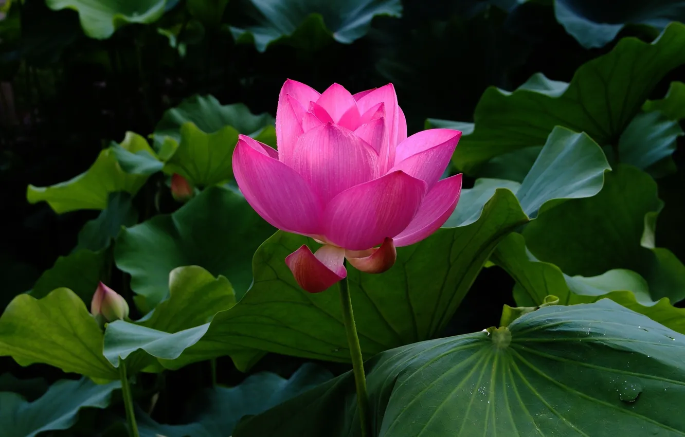 Photo wallpaper flower, leaves, water, pond, Lotus, Lotus, flower, water
