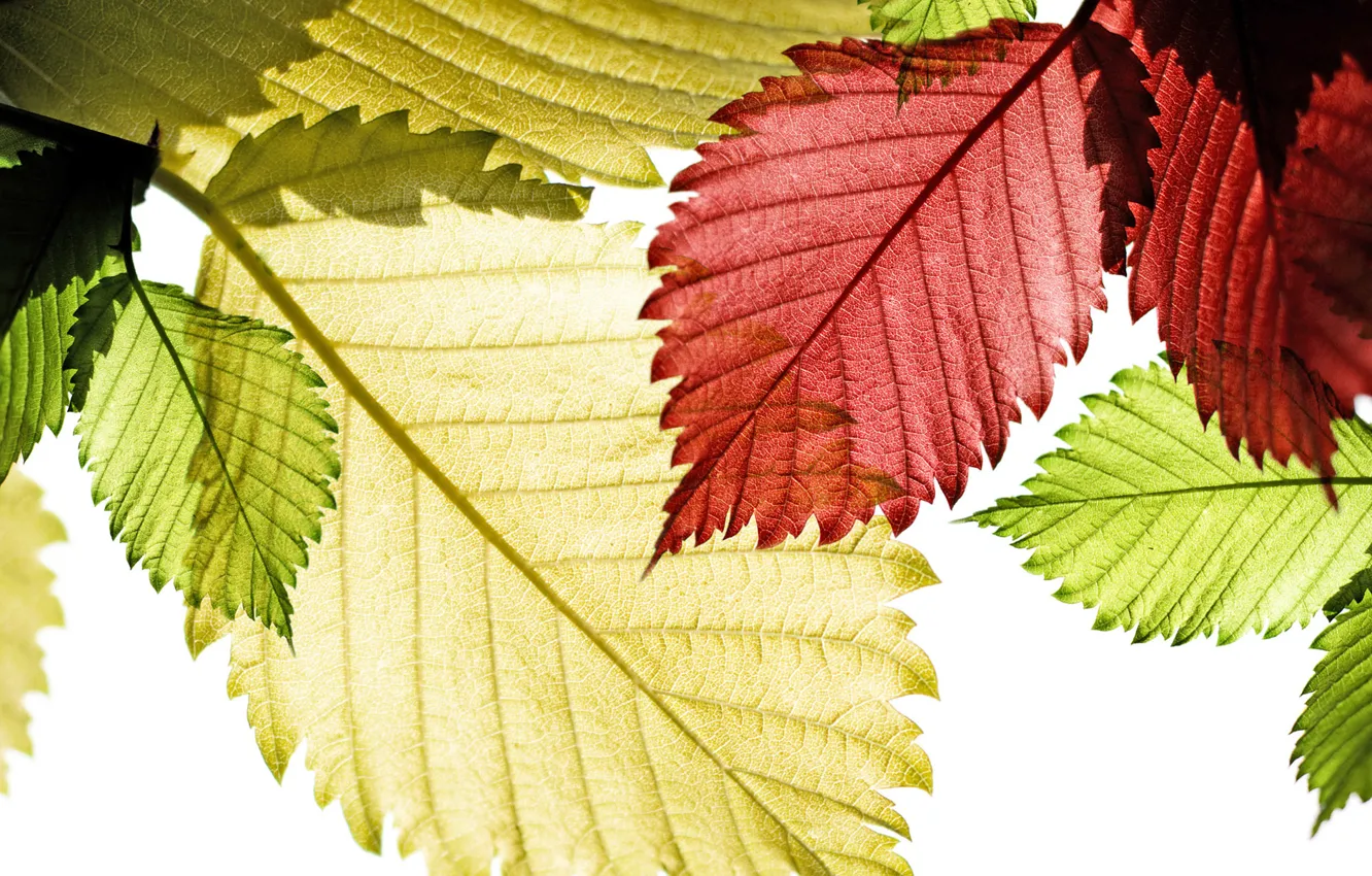 Photo wallpaper autumn, leaves, the sun, macro, light, nature, green, red