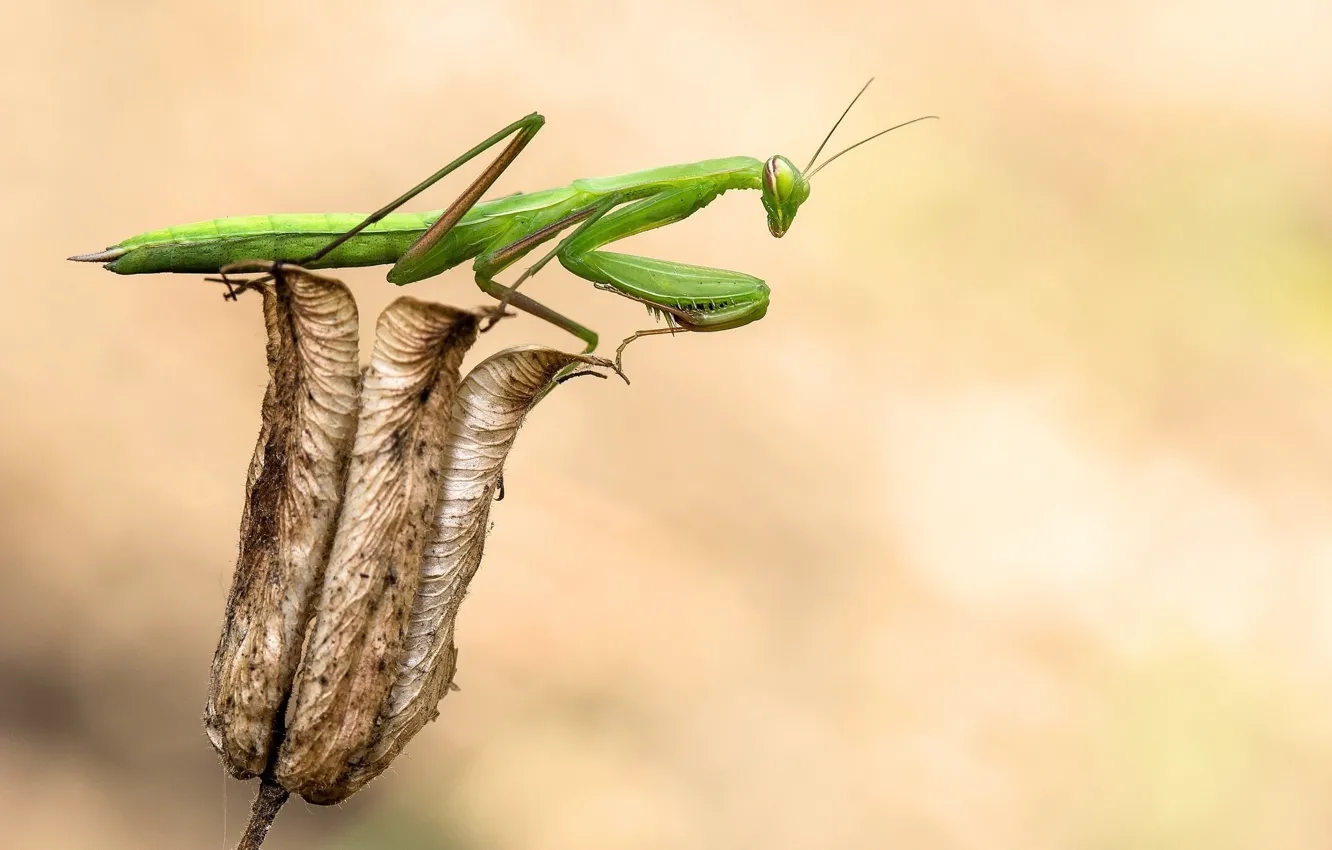 Photo wallpaper green, flower, wings, insect, head, paws, vegetation, Mantis