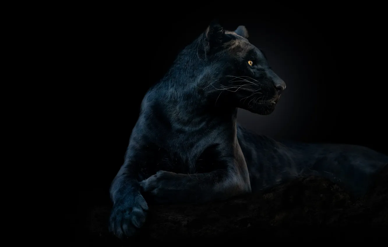 Photo wallpaper look, black, Panther, lies, profile, black background