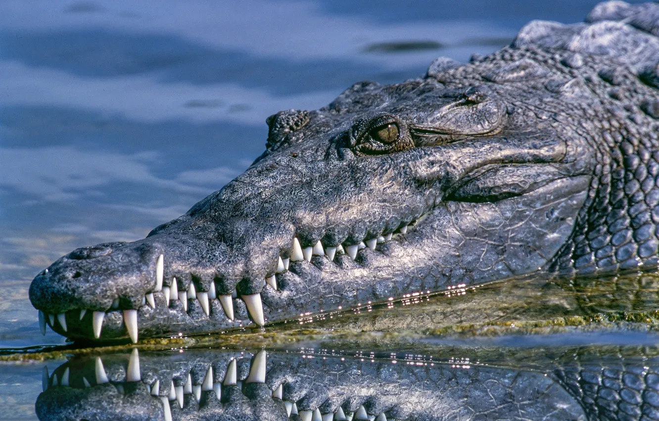 Photo wallpaper animal, Alligator, animal photography, photo of black crocodile