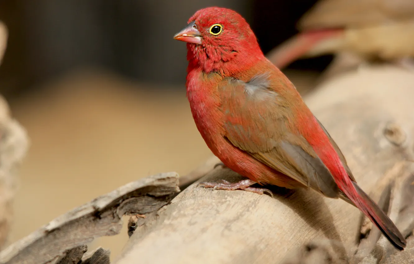 Photo wallpaper bird, color, feathers, beak
