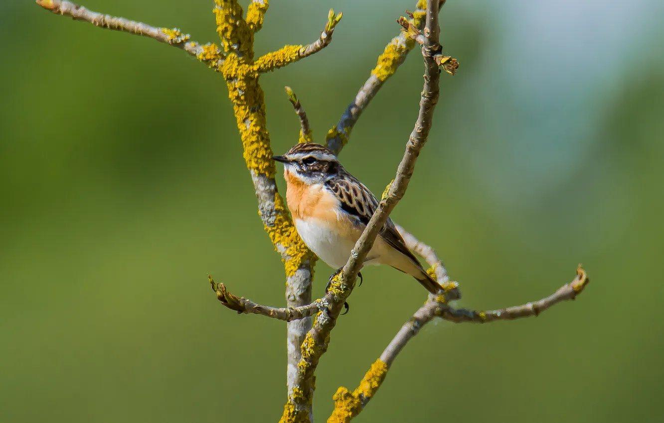 Photo wallpaper background, bird, spring, sitting, photohunt, mint