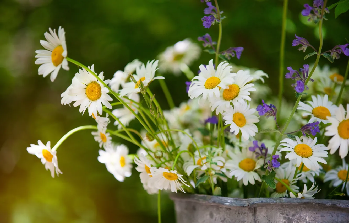 Photo wallpaper summer, chamomile, bouquet