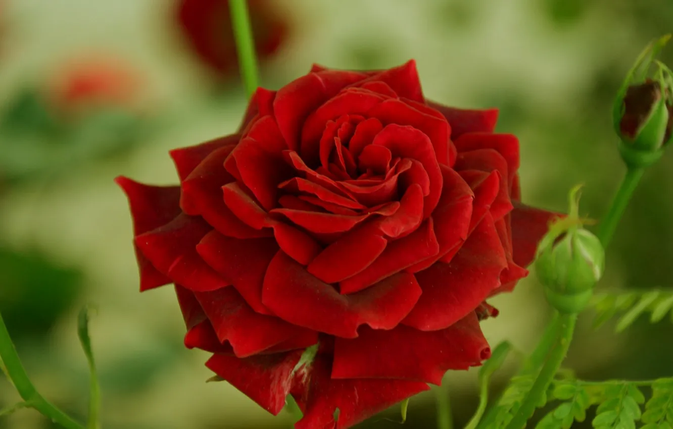 Photo wallpaper red, roses, red, rose, bokeh, bokeh