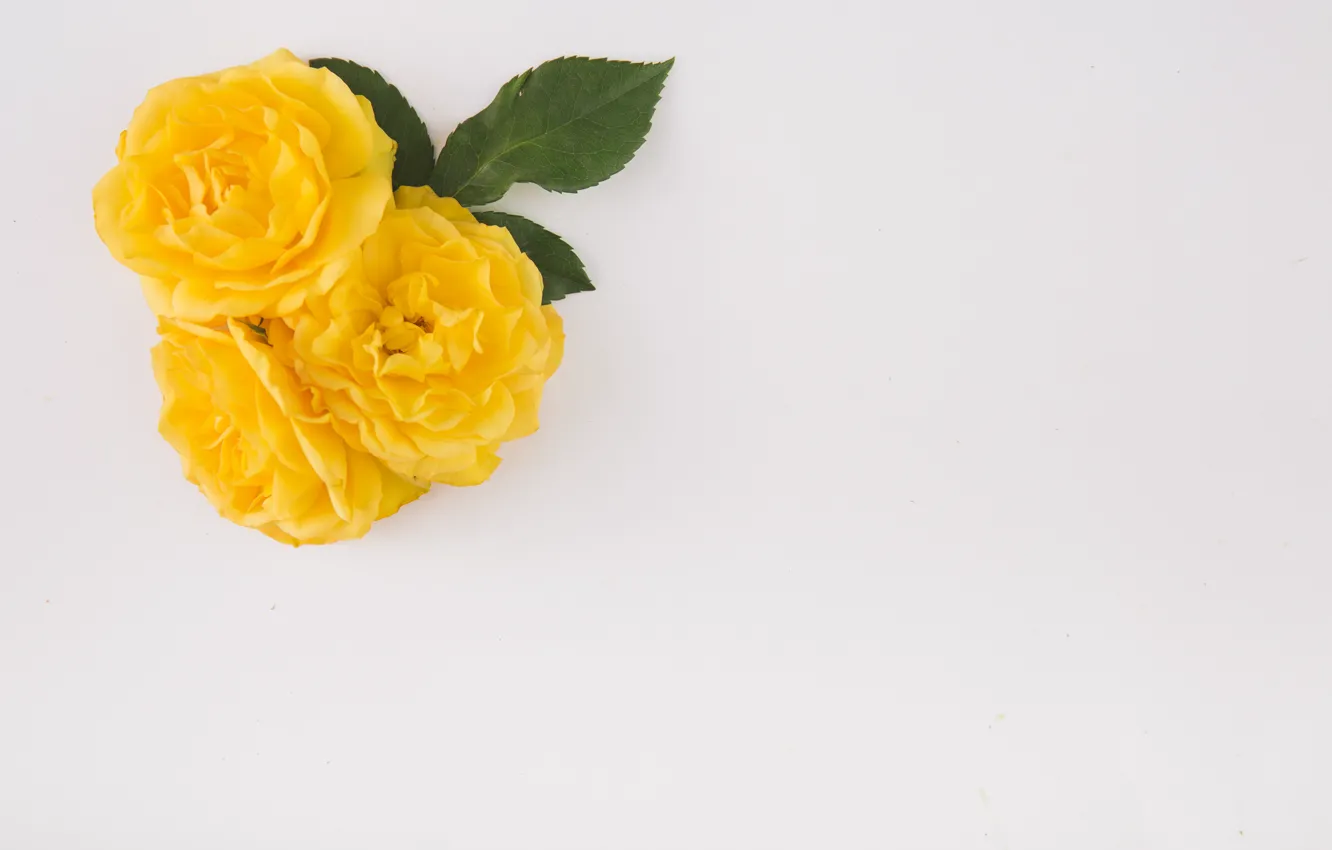 Photo wallpaper leaves, yellow, background, Roses