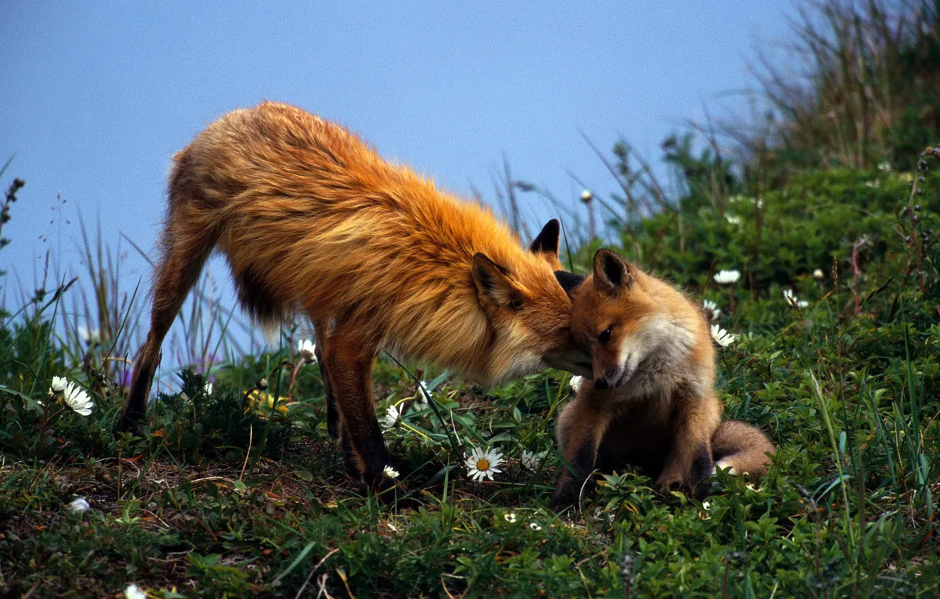 Photo wallpaper grass, green, chamomile, Fox, pair, red, care, OFFSPRING