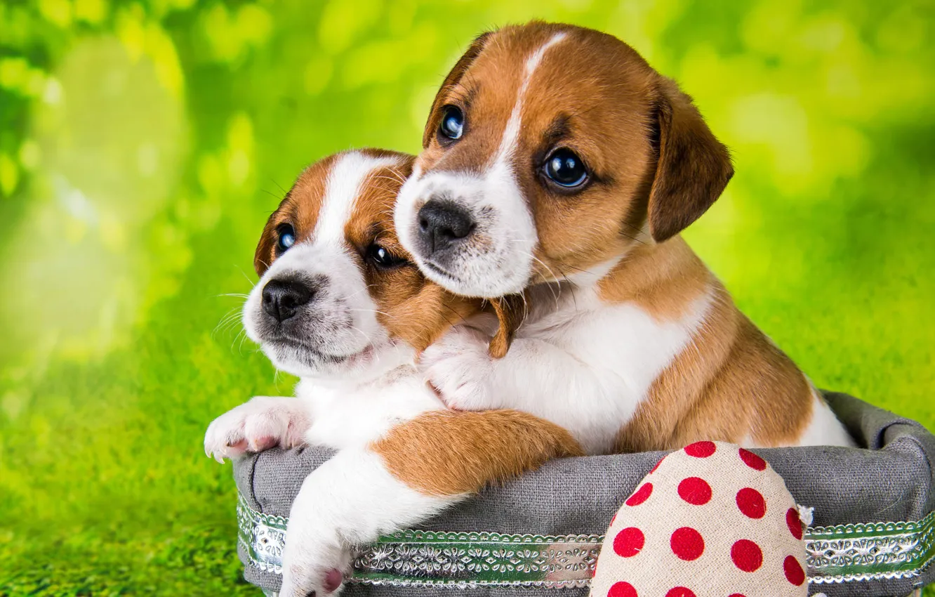 Photo wallpaper look, together, heart, dog, baby, puppy, red, face