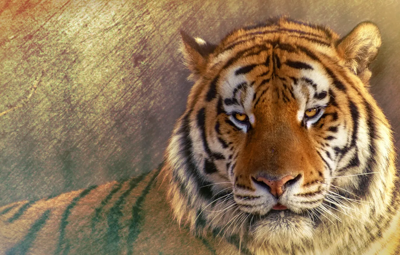 Photo wallpaper look, face, tiger, background, portrait, treatment, wild cat