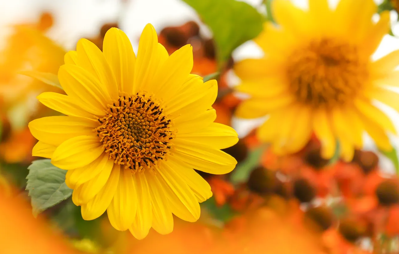 Photo wallpaper macro, sunflowers, flowers, yellow, bokeh