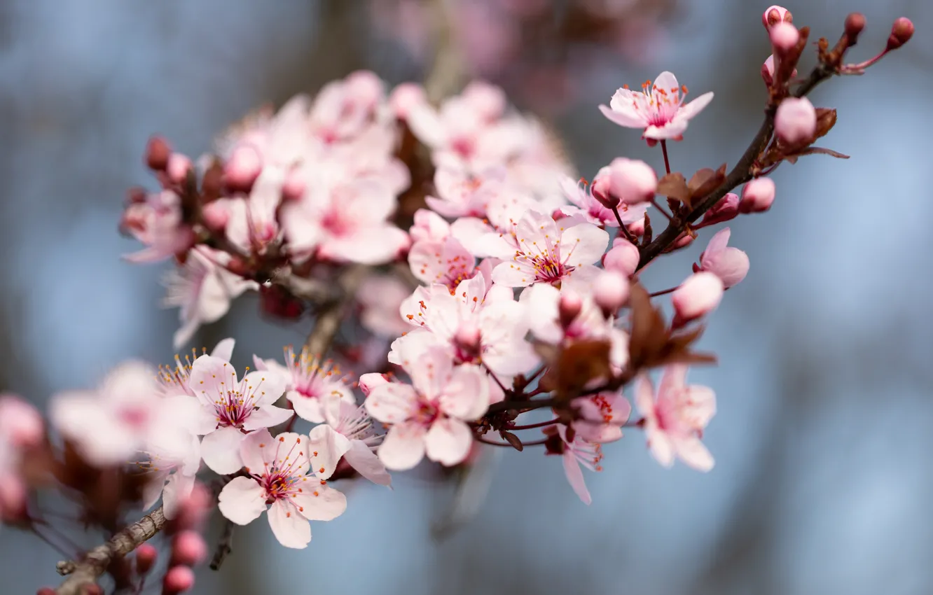Photo wallpaper flowers, cherry, background, branch, spring, Sakura, pink, flowering