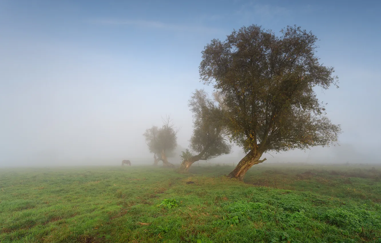 Photo wallpaper field, the sky, trees, fog, dal, morning, haze