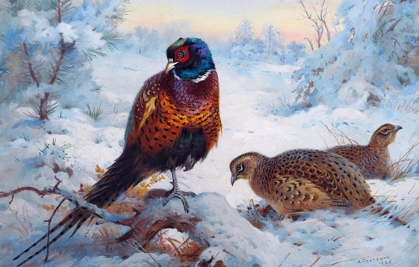 Photo wallpaper winter, snow, bird, picture, pheasant, Scottish painter, Archibald Thorburn, Archibald Thorburn,