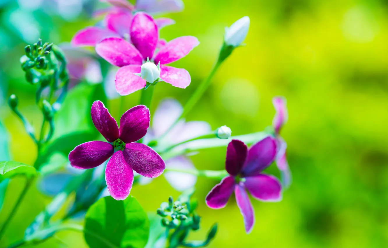 Photo wallpaper flowers, nature, plant, petals