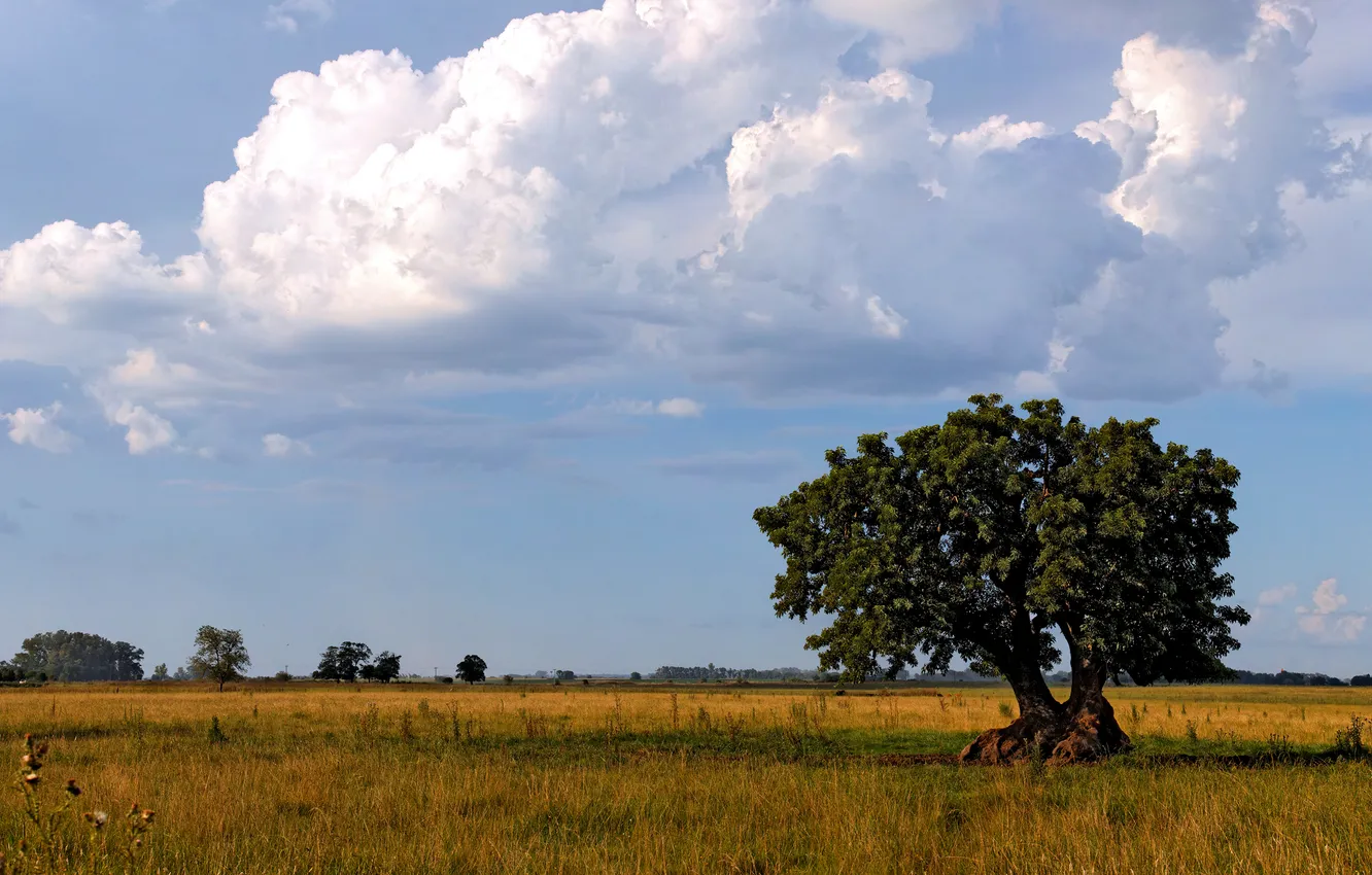 Photo wallpaper field, the sky, clouds, trees