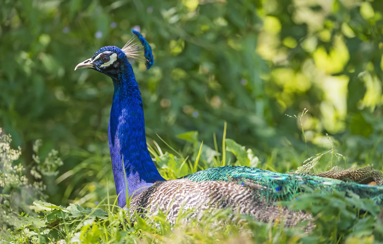 Photo wallpaper grass, bird, profile, peacock, ©Tambako The Jaguar