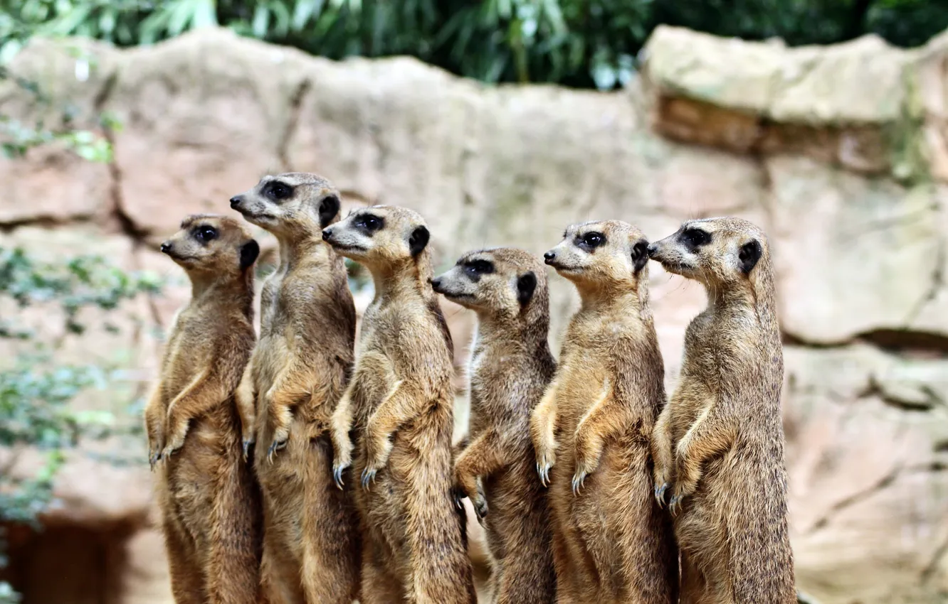 Photo wallpaper look, meerkats, family, bokeh