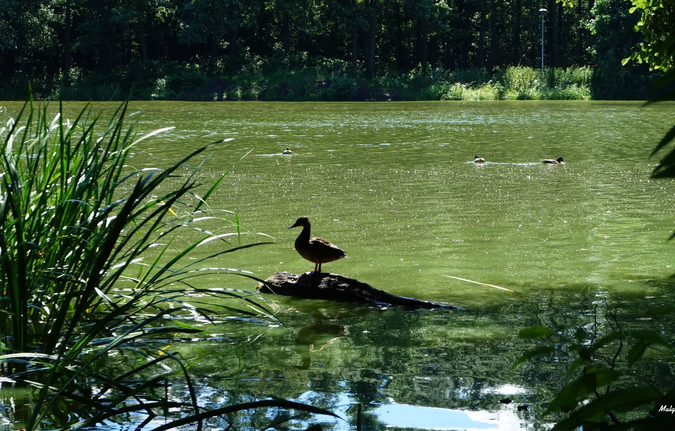 Photo wallpaper forest, bird, water, park, lake