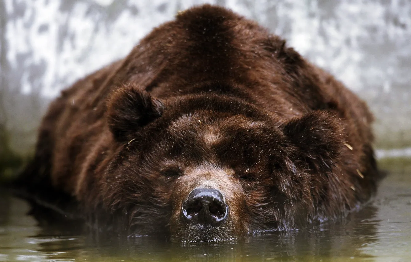 Photo wallpaper face, water, stay, bear, brown