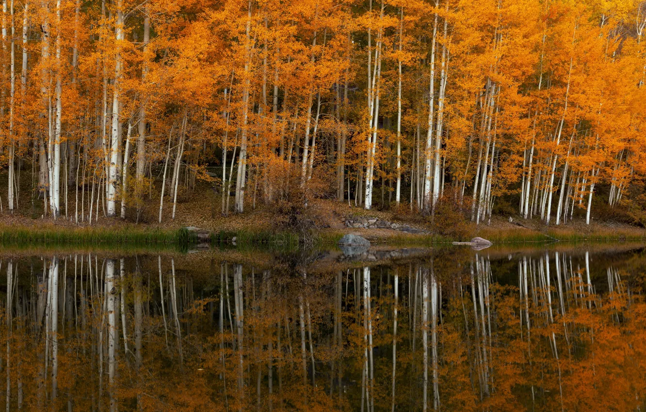 Photo wallpaper autumn, trees, lake