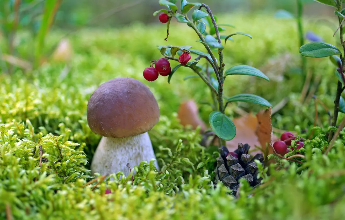 Photo wallpaper mushrooms, moss, bumps, cranberries, Borovik