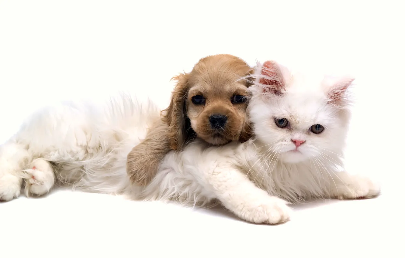 Photo wallpaper cat, love, dog