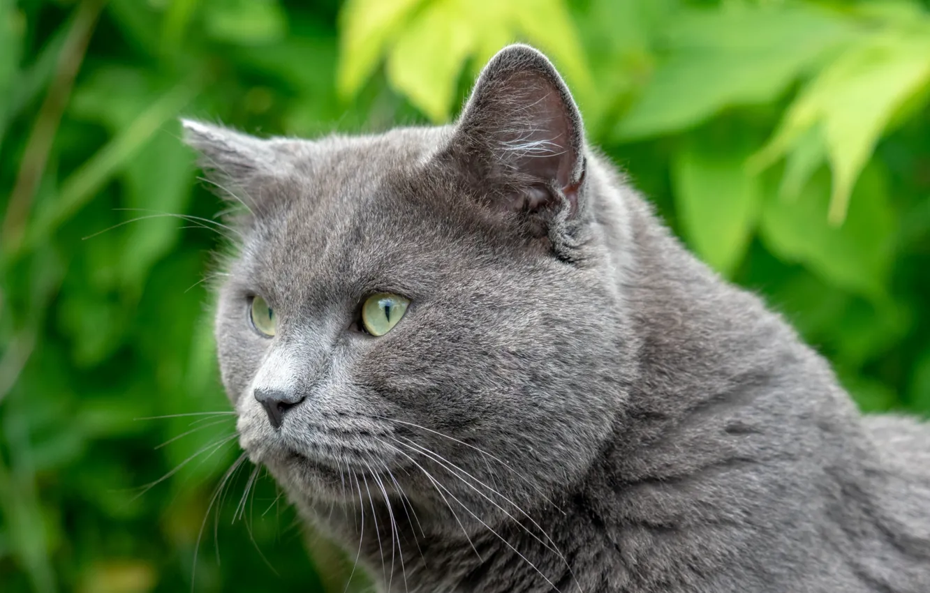 Photo wallpaper cat, look, British